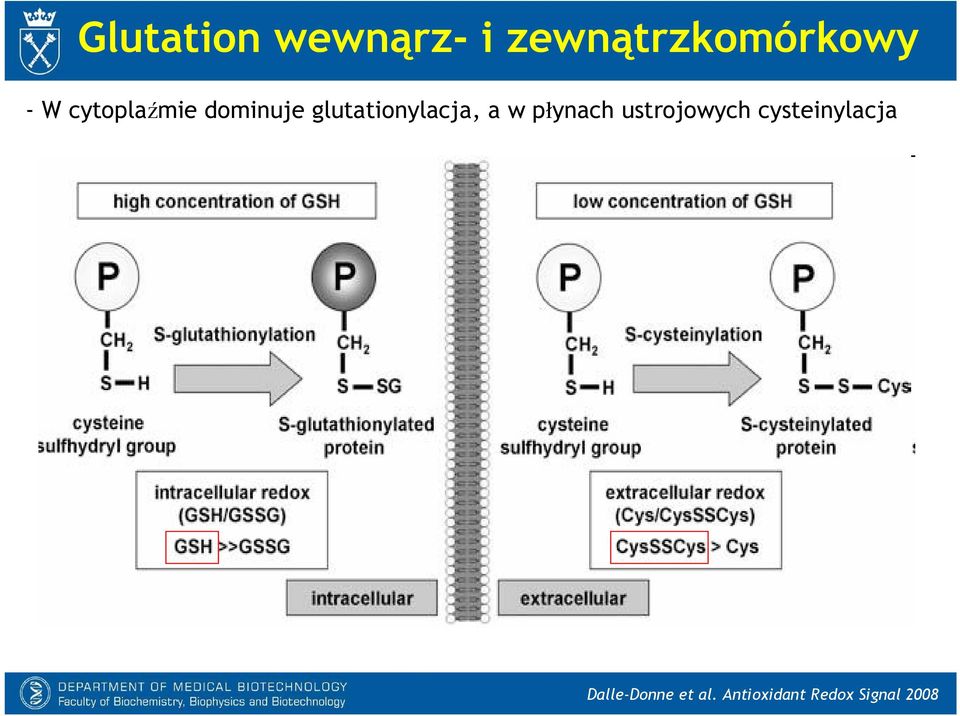 w płynach ustrojowych cysteinylacja