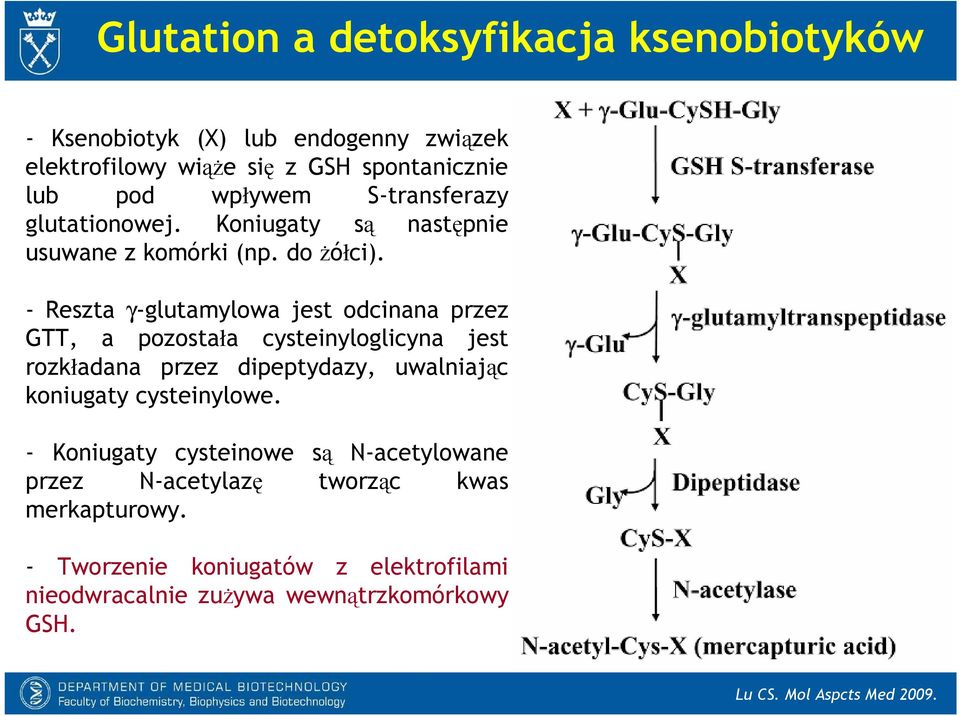 - Reszta γ-glutamylowa jest odcinana przez GTT, a pozostała cysteinyloglicyna jest rozkładana przez dipeptydazy, uwalniając koniugaty