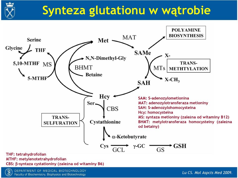 BHMT: metylotransferaza homocysteiny (zaleŝna od betainy) THF: tetrahydrofolian MTHF: