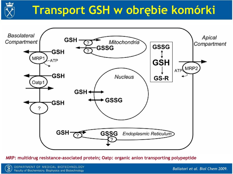 protein; Oatp: organic anion