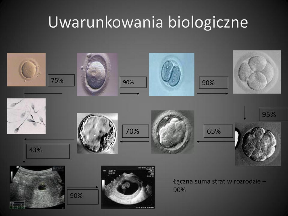 Łączna suma