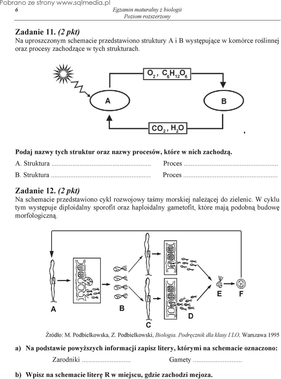 (2 pkt) Na schemacie przedstawiono cykl rozwojowy ta my morskiej nale cej do zielenic.