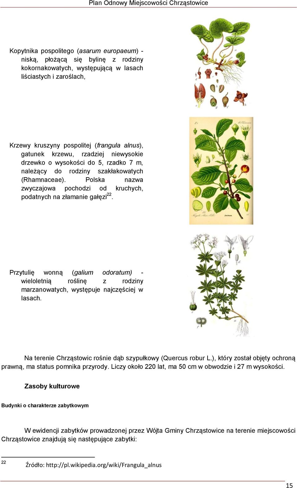 Przytulię wonną (galium odoratum) - wieloletnią roślinę z rodziny marzanowatych, występuje najczęściej w lasach. Na terenie Chrząstowic rośnie dąb szypułkowy (Quercus robur L.