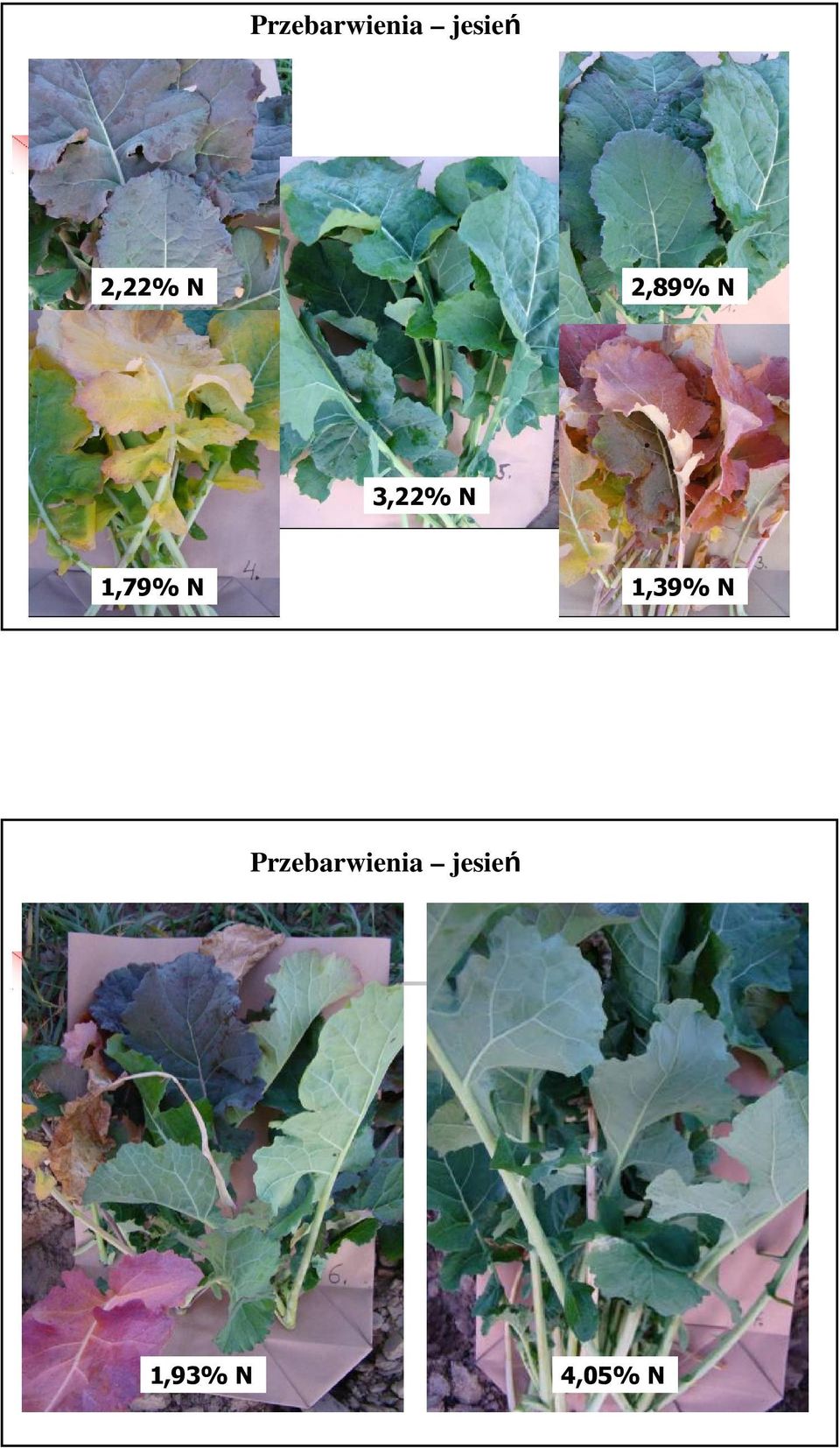 1,39% N Przebarwienia