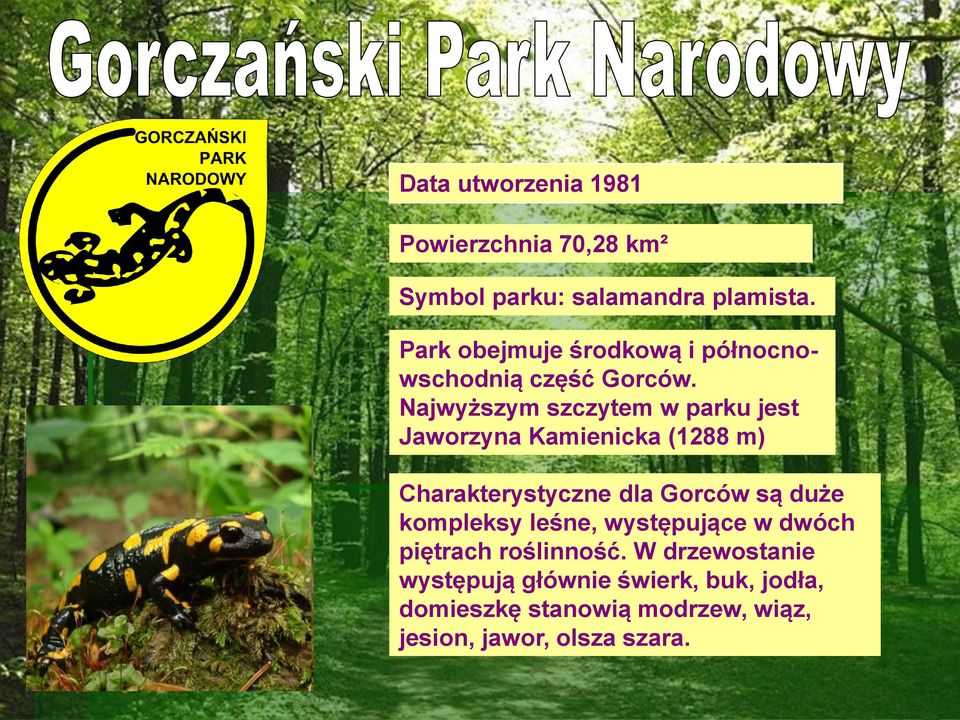 Najwyższym szczytem w parku jest Jaworzyna Kamienicka (1288 m) Charakterystyczne dla Gorców są duże