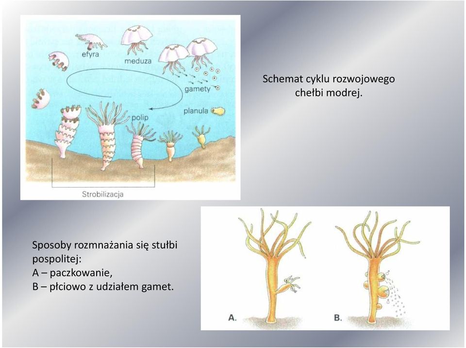 płciowo z udziałem gamet.