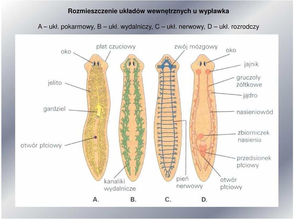 ukł. pokarmowy, B ukł.