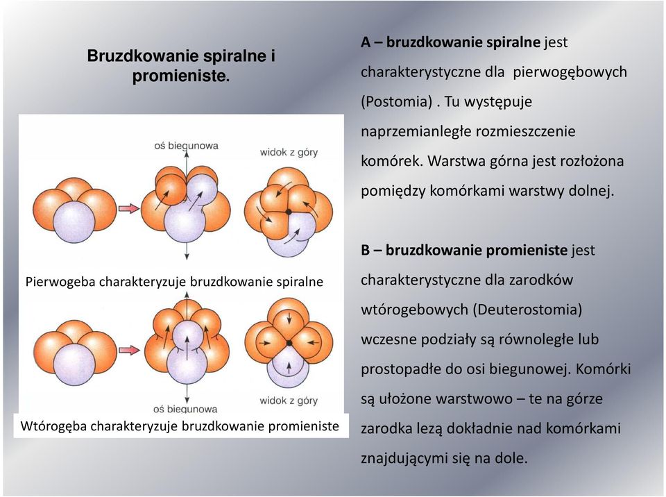 Pierwogeba charakteryzuje bruzdkowanie spiralne Wtórogęba charakteryzuje bruzdkowanie promieniste B bruzdkowanie promieniste jest charakterystyczne