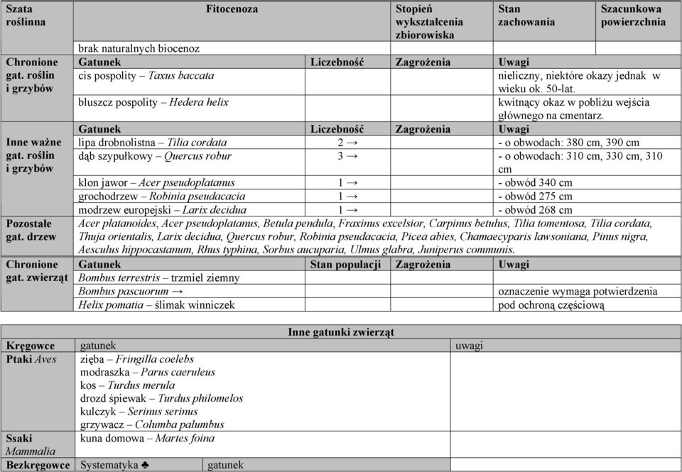 niektóre okazy jednak w wieku ok. 50-lat. bluszcz pospolity Hedera helix kwitnący okaz w pobliżu wejścia głównego na cmentarz.