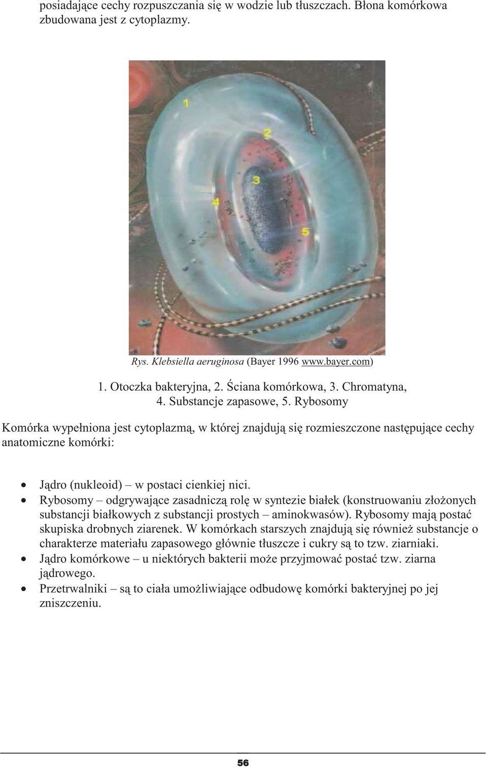 Rybosomy Komórka wypełniona jest cytoplazm, w której znajduj si rozmieszczone nastpujce cechy anatomiczne komórki: Jdro (nukleoid) w postaci cienkiej nici.