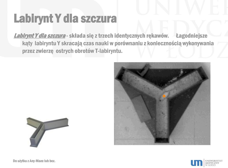 Łagodniejsze kąty labiryntu Y skracają czas nauki w porównaniu