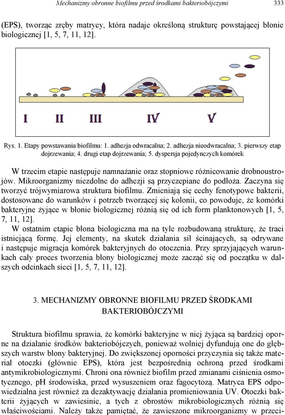 dyspersja pojedynczych komórek W trzecim etapie następuje namnażanie oraz stopniowe różnicowanie drobnoustrojów. Mikroorganizmy niezdolne do adhezji są przyczepiane do podłoża.