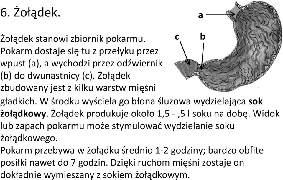 Żołądek zbudowany jest z kilku warstw mięśni c b gładkich. W środku wyściela go błona śluzowa wydzielająca sok żołądkowy.