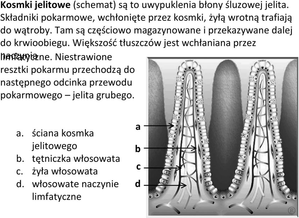 Tam są częściowo magazynowane i przekazywane dalej do krwioobiegu.