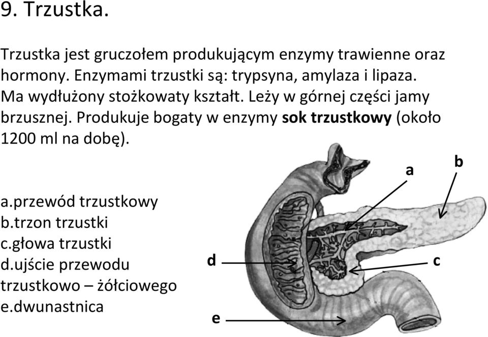 Leży w górnej części jamy brzusznej.