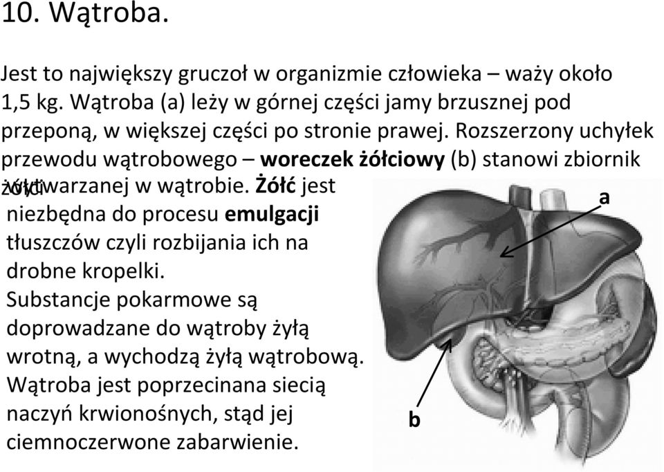 Rozszerzony uchyłek przewodu wątrobowego woreczek żółciowy (b) stanowi zbiornik żółci wytwarzanej w wątrobie.