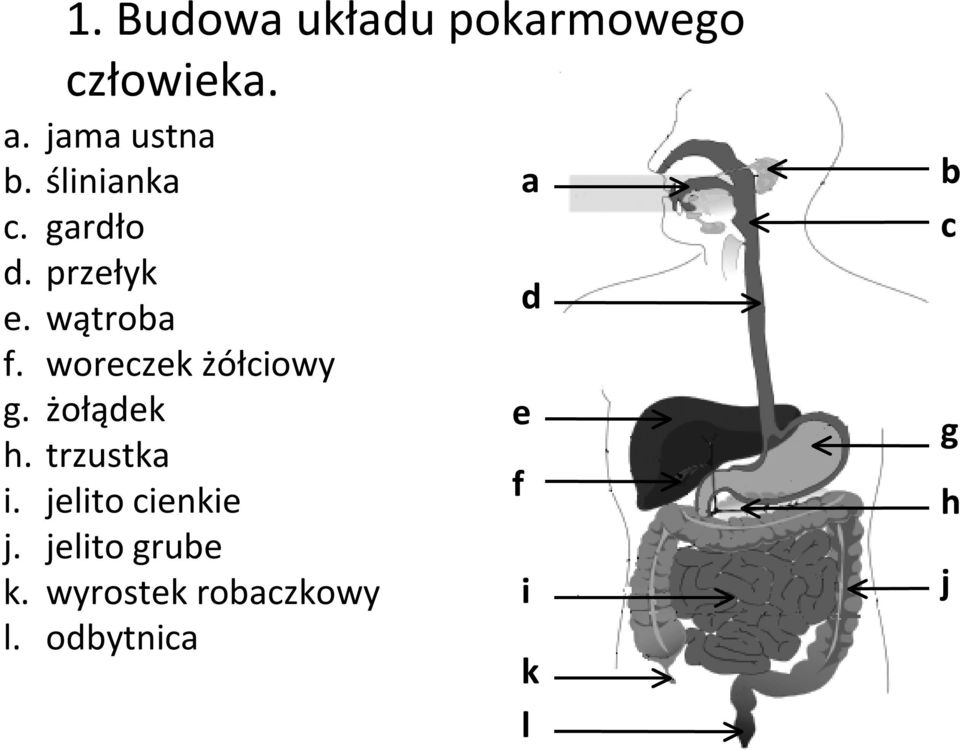 woreczek żółciowy g. żołądek h. trzustka i.