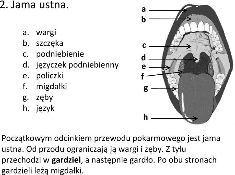 język a b c d e f g h Początkowym odcinkiem przewodu pokarmowego jest jama ustna.