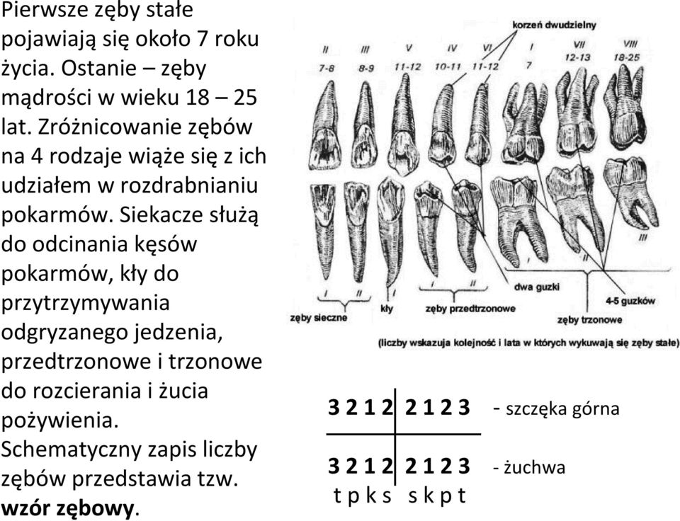 Siekacze służą do odcinania kęsów pokarmów, kły do przytrzymywania odgryzanego jedzenia, przedtrzonowe i trzonowe