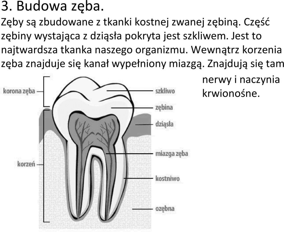 Jest to najtwardsza tkanka naszego organizmu.