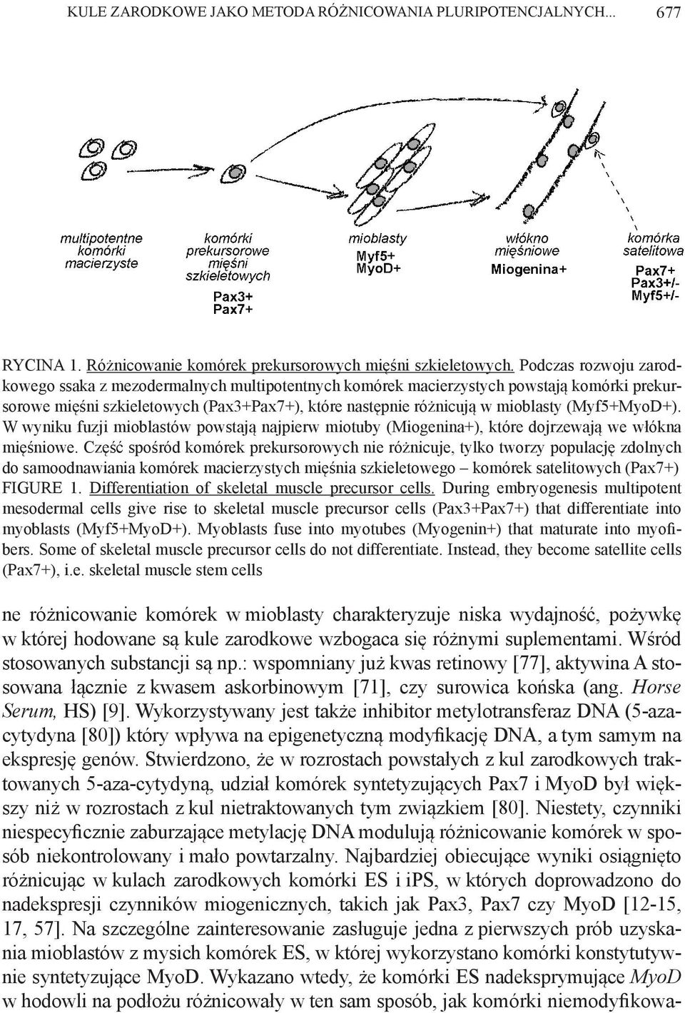 (Myf5+MyoD+). W wyniku fuzji mioblastów powstają najpierw miotuby (Miogenina+), które dojrzewają we włókna mięśniowe.