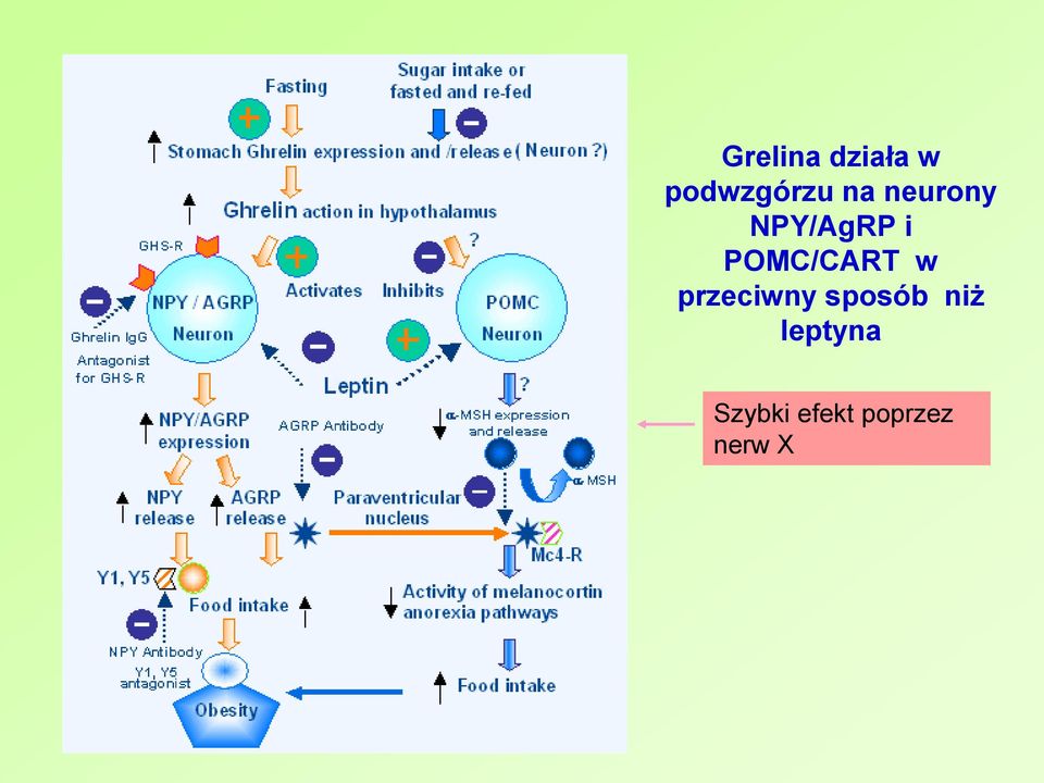 POMC/CART w przeciwny sposób