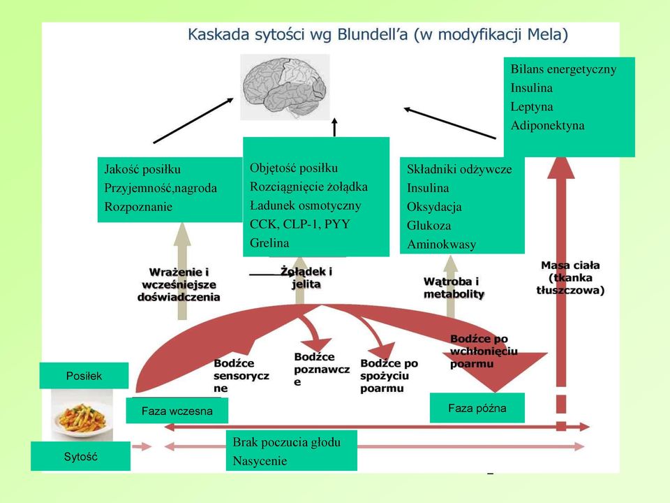 Ładunek osmotyczny CCK, CLP-1, PYY Grelina Składniki odżywcze Insulina