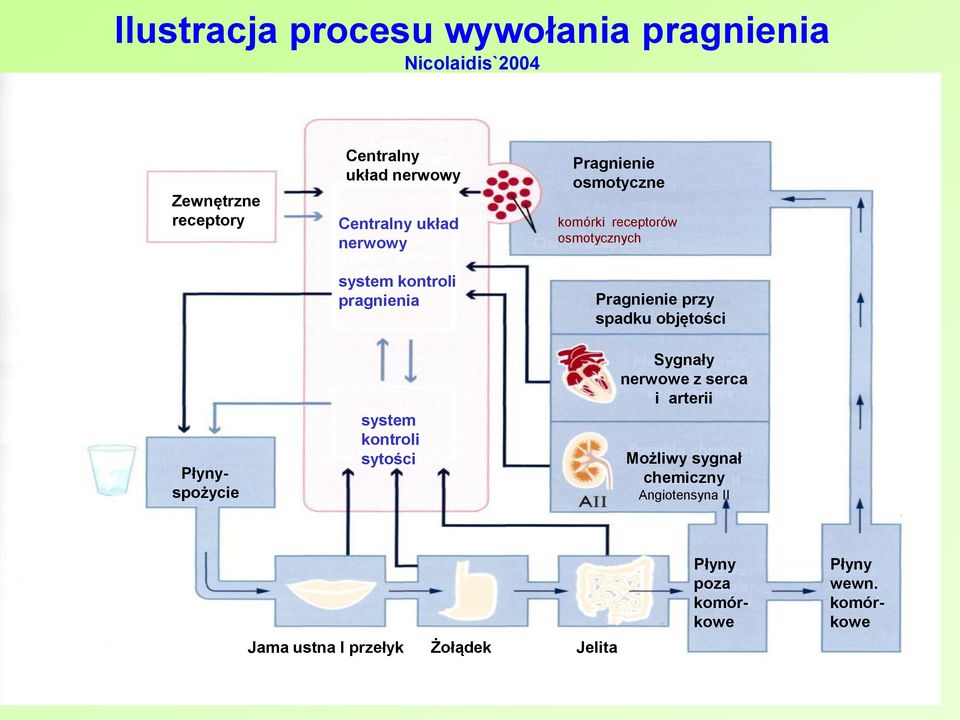 pragnienia system kontroli sytości Pragnienie przy spadku objętości Sygnały nerwowe z serca i arterii