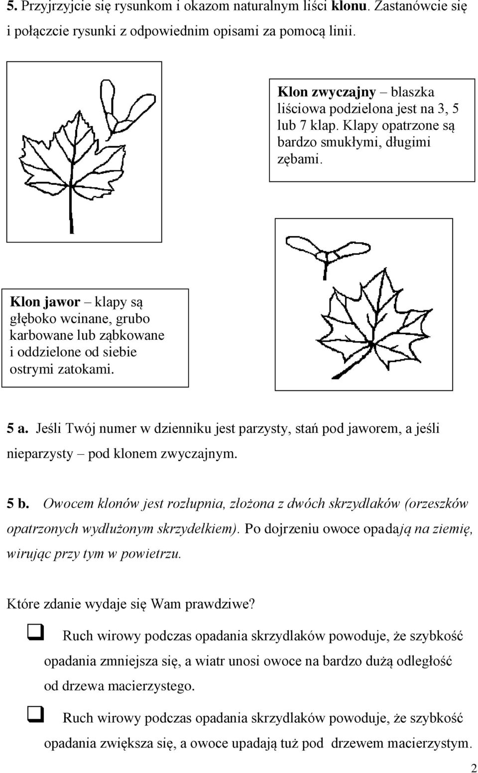 Klon jawor klapy są głęboko wcinane, grubo karbowane lub ząbkowane i oddzielone od siebie ostrymi zatokami. 5 a.