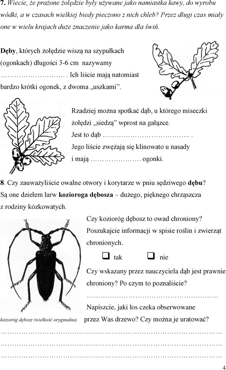 . Ich liście mają natomiast bardzo krótki ogonek, z dwoma uszkami. Rzadziej można spotkać dąb, u którego miseczki żołędzi siedzą wprost na gałązce. Jest to dąb.