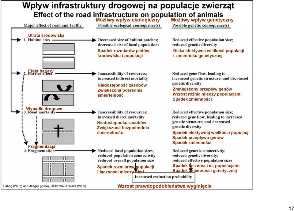 między populacjami Spadek zmienności Wypadki drogowe Fragmentacja Niedostępność zasobów Zwiększona bezpośrednia śmiertelność Spadek efektywnej wielkości populacji Spadek przepływu genów Spadek