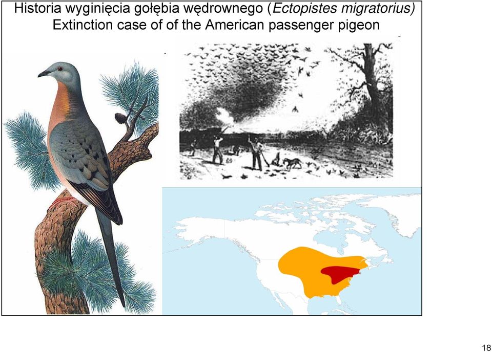 migratorius) Extinction case