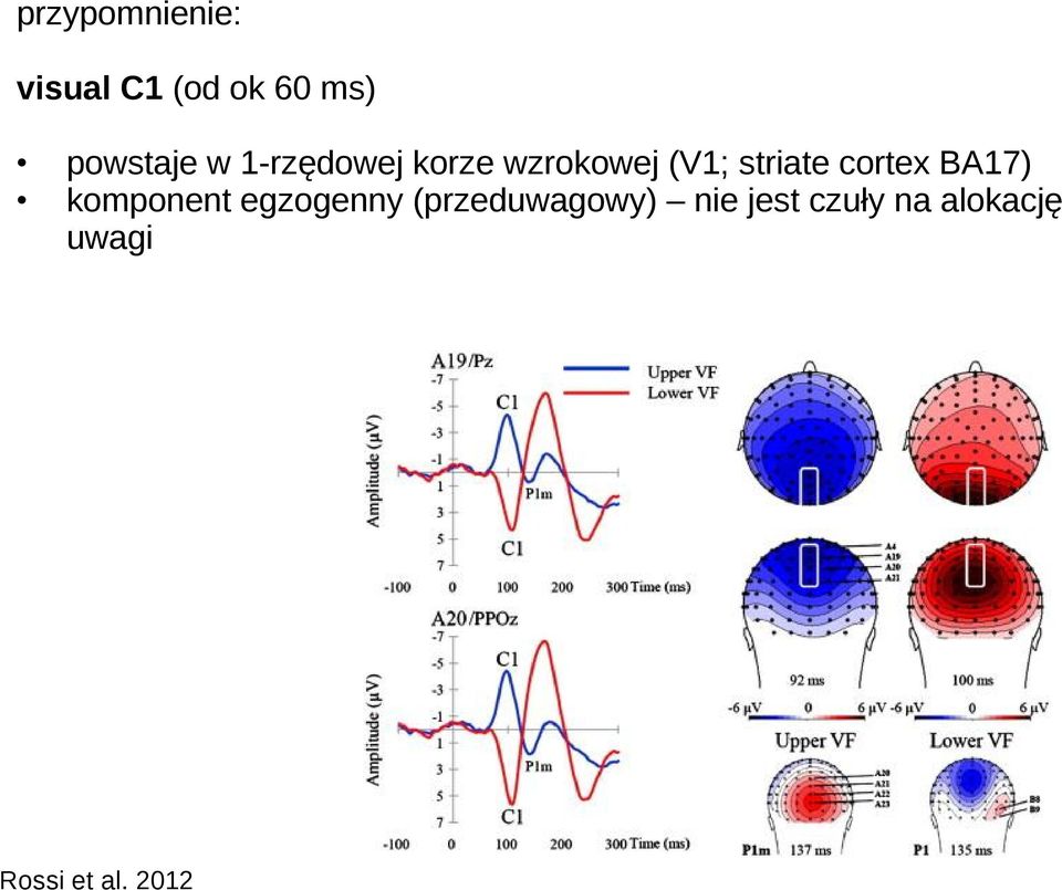 striate cortex BA17) komponent egzogenny