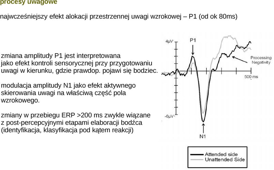 modulacja amplitudy N1 jako efekt aktywnego skierowania uwagi na właściwą część pola wzrokowego.