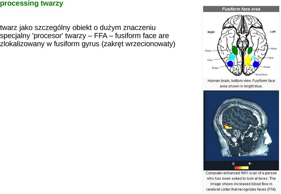 'procesor' twarzy FFA fusiform face are