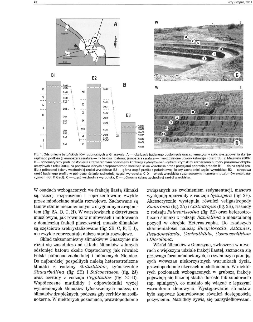 Odsłonięcie batońskich iłów rudonośnych w Gnaszynie: A - lokalizacja badanego odsłonięcia oraz schematyczny szkic występowania skał jurajskiego podłoża (ciemnoszara szrafura - iły bajosu i batonu;