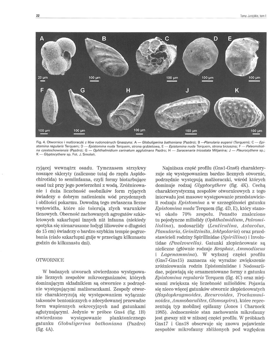 grzbietowa, E - Epistomina nuda Terquem, strona brzuszna; F - Paleomiliolina czestochowiensis (Pazdro); G - Ophthalmidium carinatum agglutinans Pazdro; H - Saracenaria tricostata Mit janina; J -