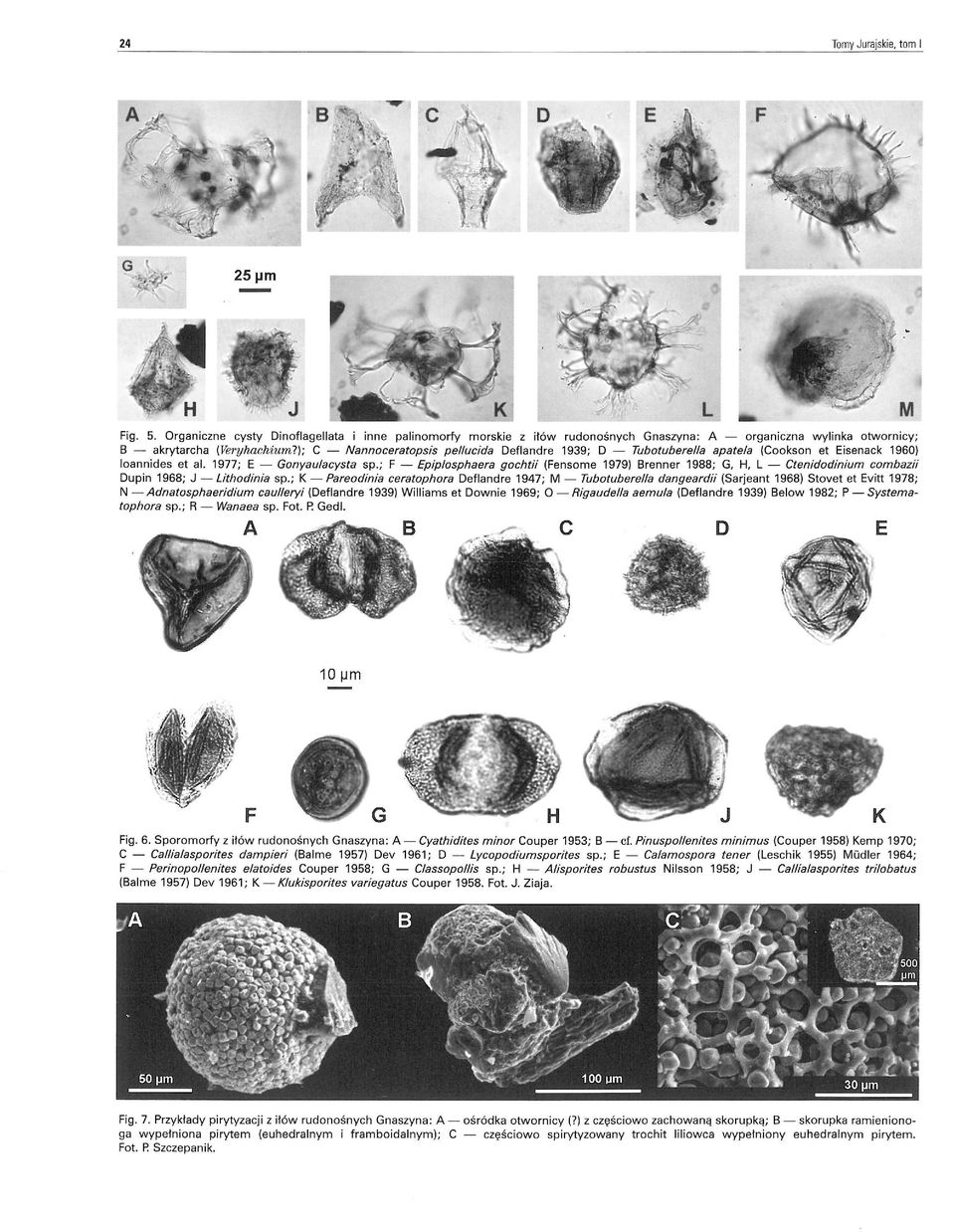 ; F - Epiplosphaera gochtii (Fensome 1979) Brenner 1988; G, H, L - Ctenidodinium combazii Dupin 1968; J - Lithodinia sp.