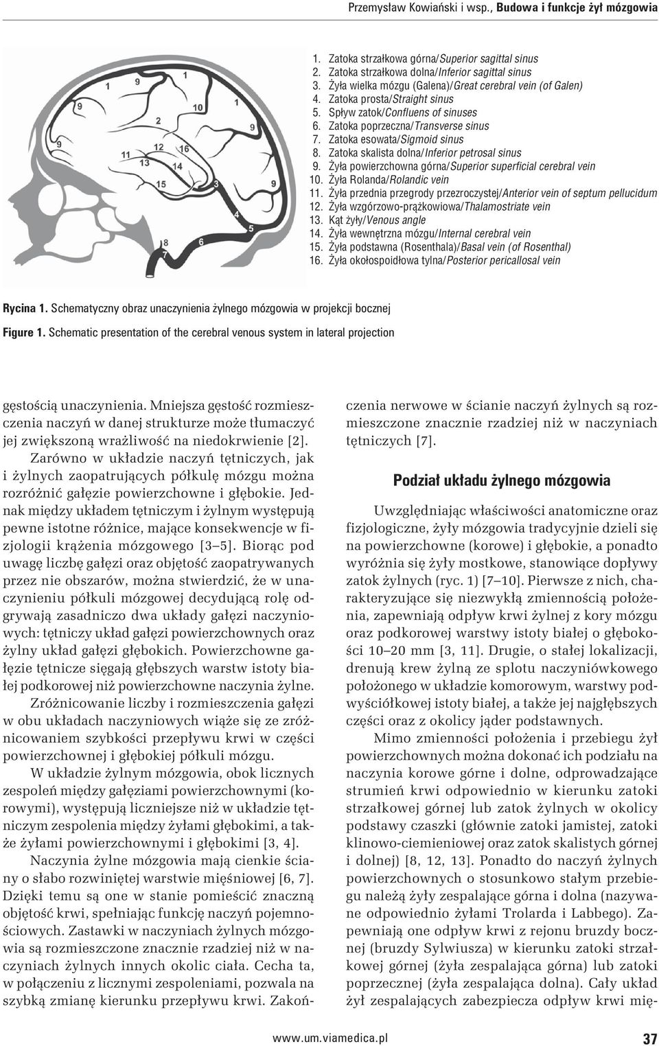 Zatoka skalista dolna/inferior petrosal sinus 9. Żyła powierzchowna górna/superior superficial cerebral vein 10. Żyła Rolanda/Rolandic vein 11.