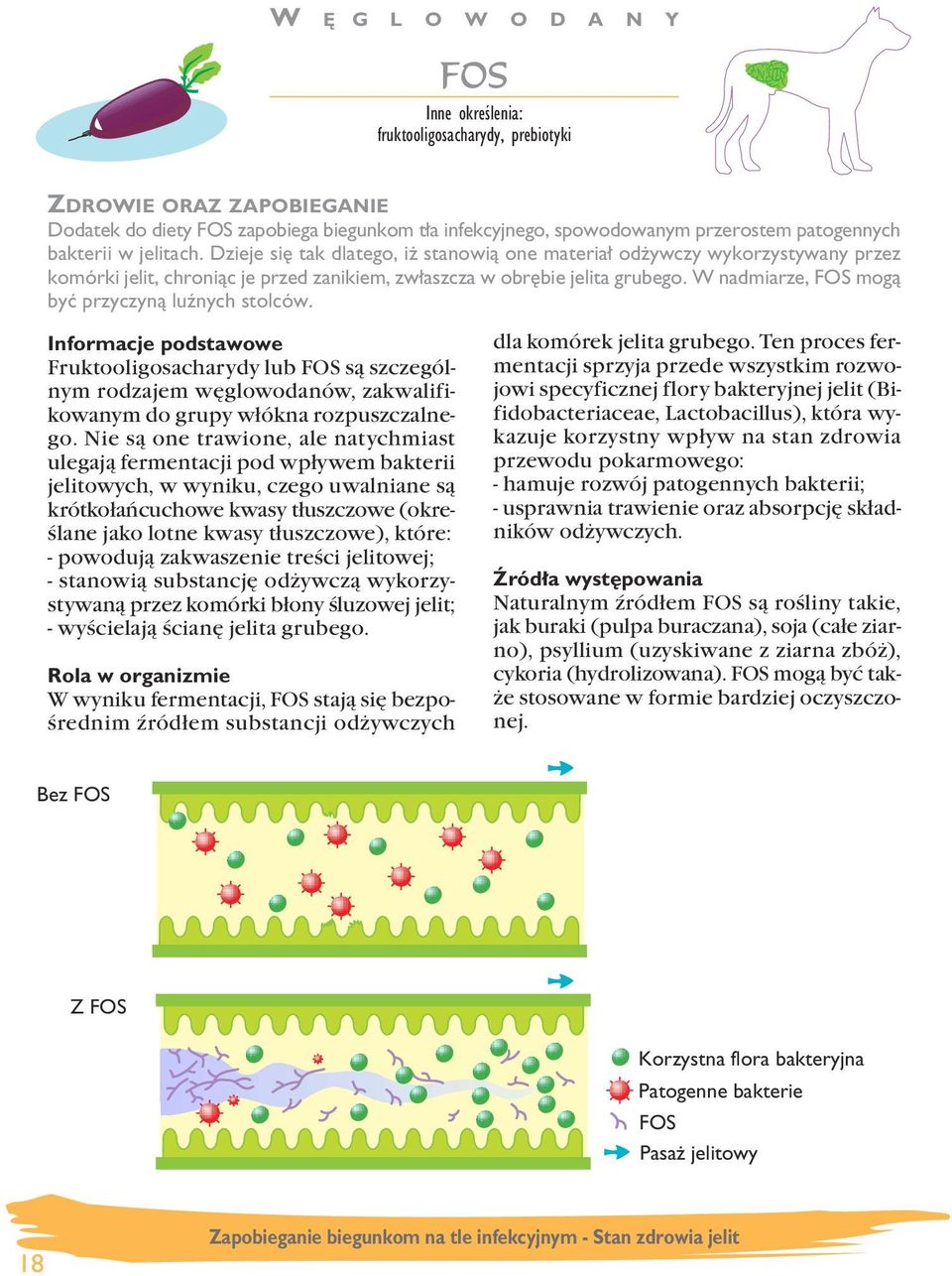 W nadmiarze, FS mogà byç przyczynà luênych stolców. Fruktooligosacharydy lub FS są szczególnym rodzajem węglowodanów, zakwalifikowanym do grupy włókna rozpuszczalnego.