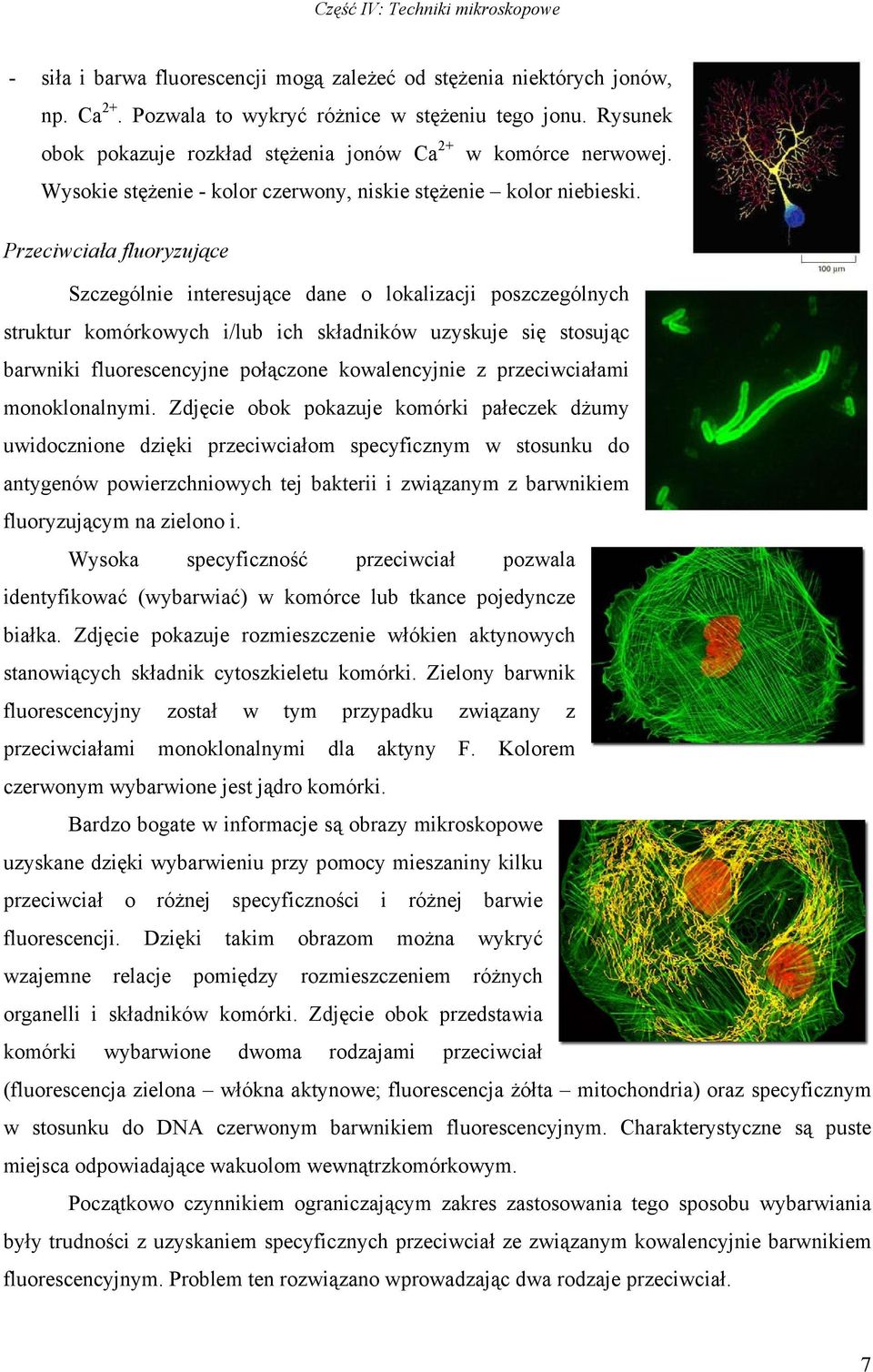 Przeciwciała fluoryzujące Szczególnie interesujące dane o lokalizacji poszczególnych struktur komórkowych i/lub ich składników uzyskuje się stosując barwniki fluorescencyjne połączone kowalencyjnie z