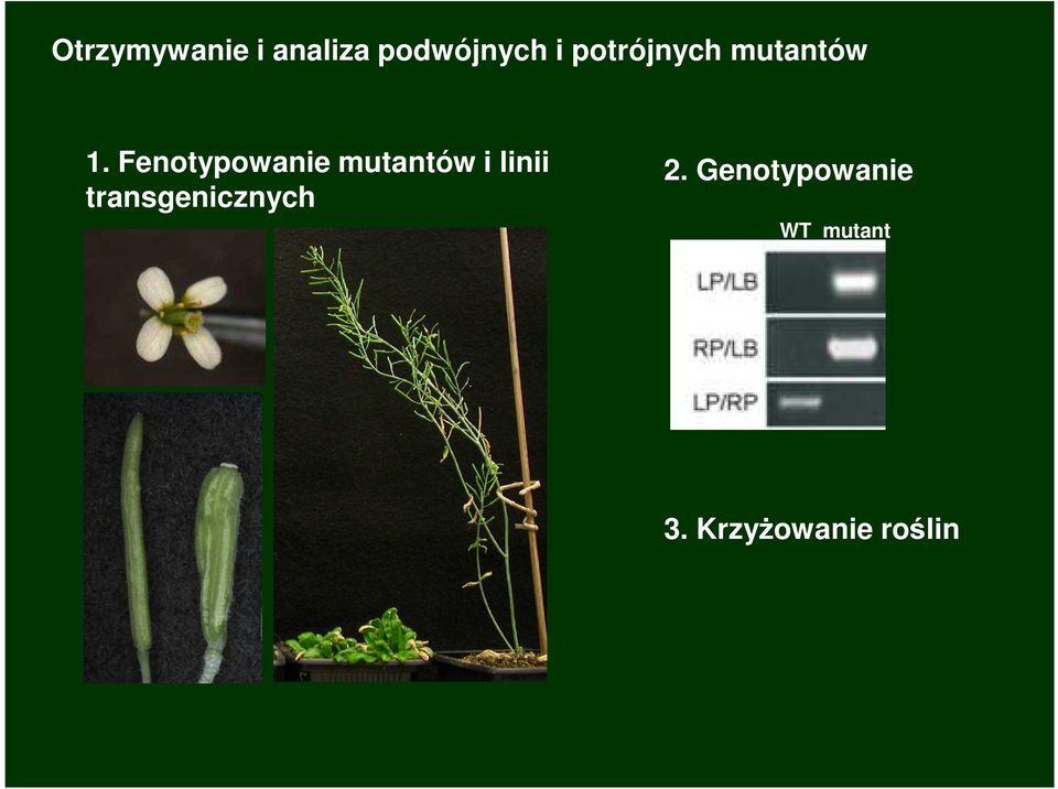 Fenotypowanie mutantów i linii