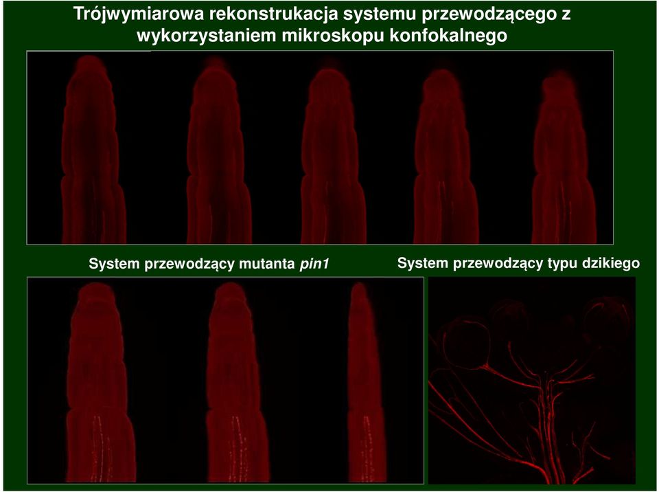 mikroskopu konfokalnego System