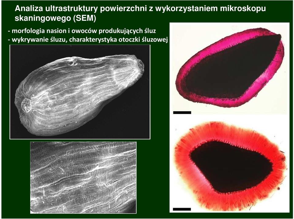 - morfologia nasion i owoców produkujących