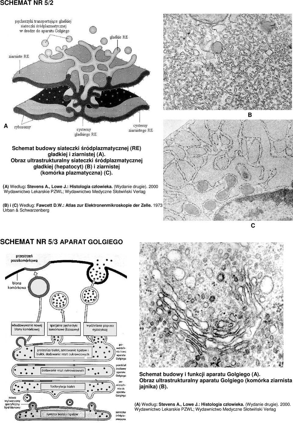 : Histologia człowieka. (Wydanie drugie). 2000 (B) i (C) Według: Fawcett D.W.: Atlas zur Elektronenmikroskopie der Zelle.