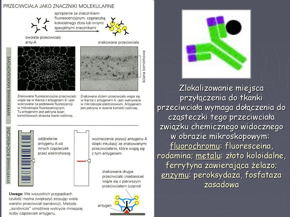 w obrazie mikroskopowym: fluorochromu: fluoresceina, rodamina; metalu: