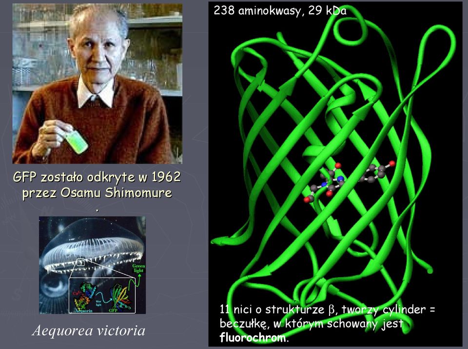 Aequorea victoria 11 nici o strukturze β, tworzy