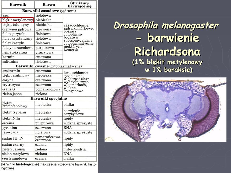 barwienie