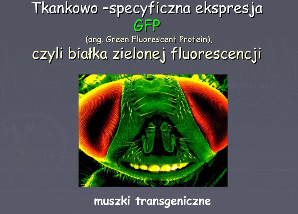 czyli białka zielonej fluorescencji