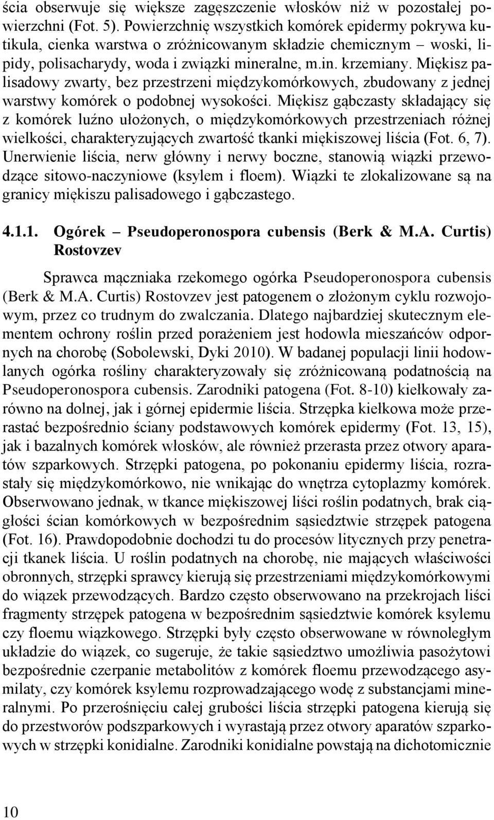 Miękisz palisadowy zwarty, bez przestrzeni międzykomórkowych, zbudowany z jednej warstwy komórek o podobnej wysokości.